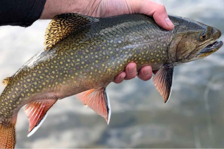 Brook Trout
