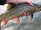 Brook Trout