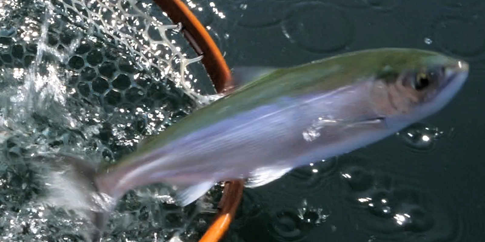 Kokanee Jumping Out Of Net